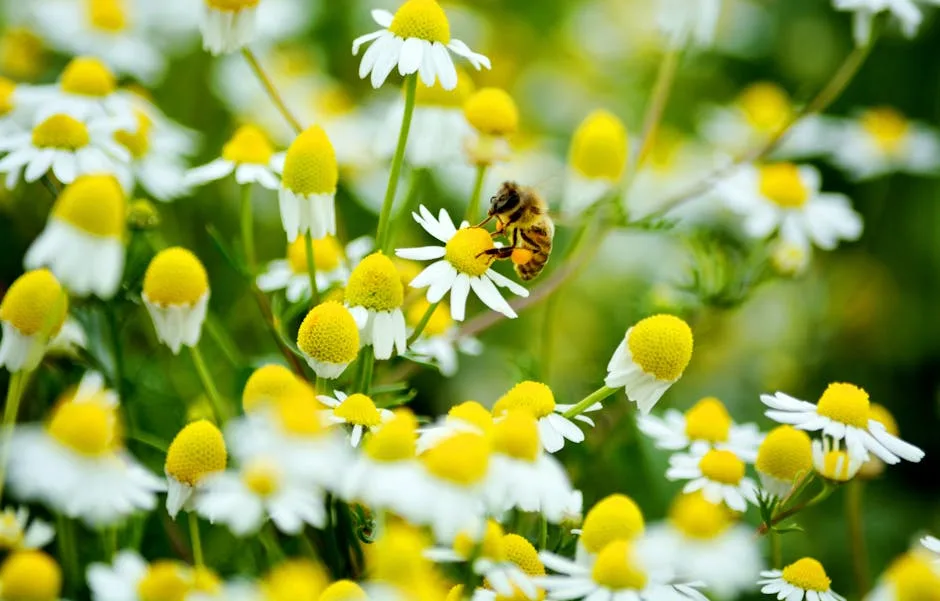 Rüyada Arı Görmek Görmek Ne Anlama Gelir? | Rüya Tabiri