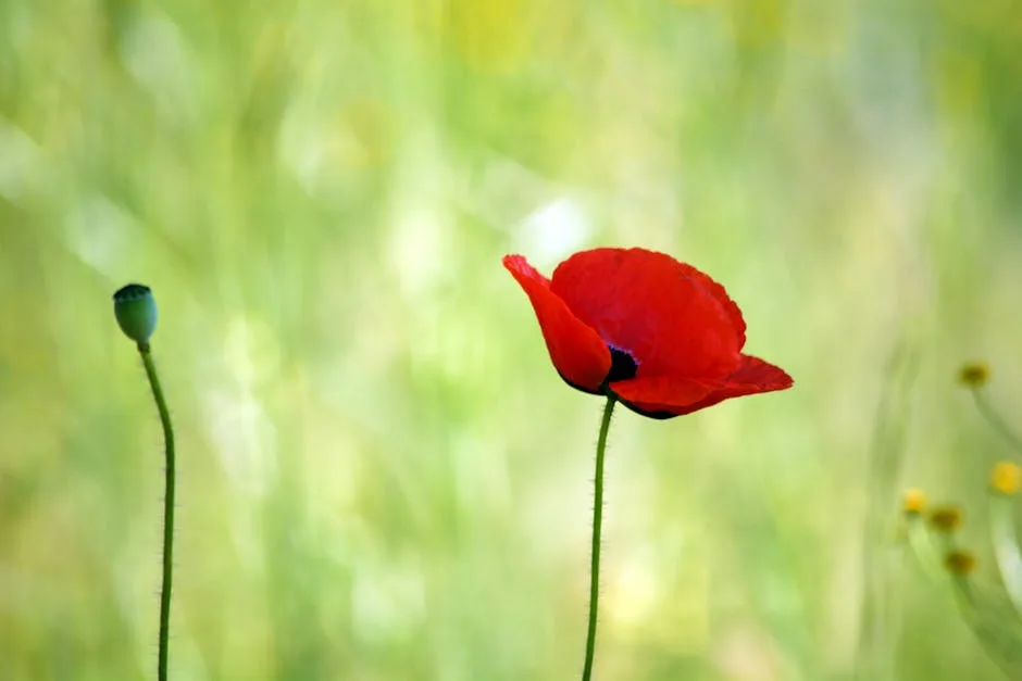 Rüyada Kırmızı Elma Görmek Ne Anlama Gelir?